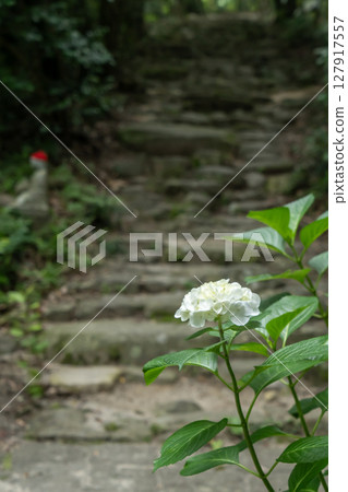 淡藍色的繡球花和神社的參拜道路 淡藍色的繡球花和神社的參拜道路 127917557