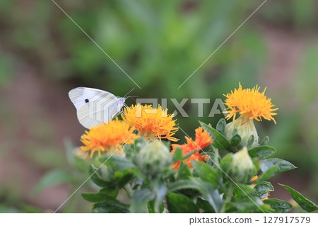 Close-up of safflower flower 127917579