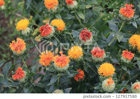 Close-up of safflower flower Close-up of safflower flower 127917580