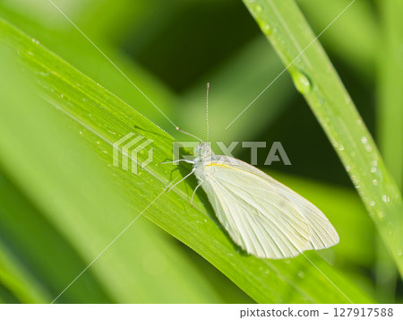 A white butterfly perching on a leaf A white butterfly perching on a leaf 127917588