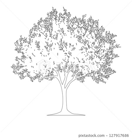 Olive tree line drawing illustration_1 Olive tree line drawing illustration_1 127917686
