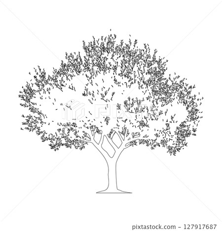 橄欖樹線描插圖_2 橄欖樹線描插圖_2 127917687