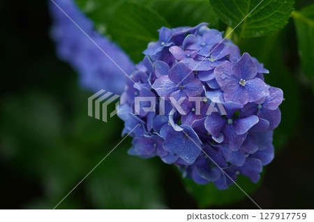 Purple hydrange wet with rain 127917759