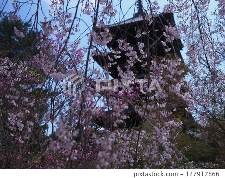 京都仁和寺的櫻花 京都仁和寺的櫻花 127917866