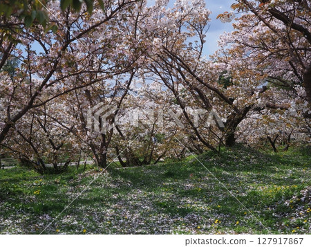 京都仁和寺的櫻花 127917867
