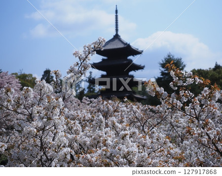 Cherry blossoms at Ninnaji Temple in Kyoto 127917868