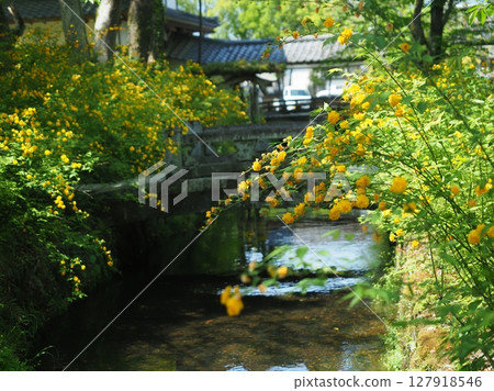 Yamabuki of Matsuo Taisha Shrine in Kyoto 127918546