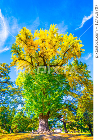 A large ginkgo tree in Kyoto Imperial Palace with only the top yellowed 127918707
