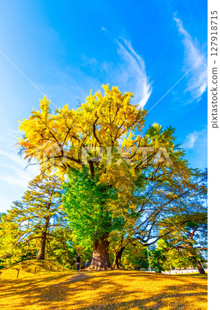 A large ginkgo tree in Kyoto Imperial Palace with only the top yellowed 127918715