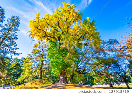 A large ginkgo tree in Kyoto Imperial Palace with only the top yellowed 127918719