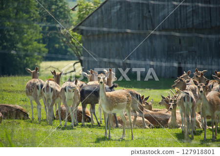Herd of Deer Grazing in a Serene Pasture Near a Rustic Barn 127918801