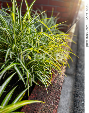 Green leafy plants blooming on bricks and morning sunlight | Alley, natural, light and shadow Green leafy plants blooming on bricks and morning sunlight | Alley, natural, light and shadow 127918840