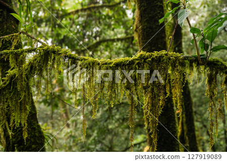 Fern mosses growing on plants branch. Fern mosses are carpet-forming, branching mosses that can cover rotten logs, boulders, or patches of damp soil. Fern mosses growing on plants branch. Fern mosses are carpet-forming, branching mosses that can cover rotten logs, boulders, or patches of damp soil. 127919089