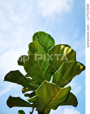 A fiddle-leaf fig tall plant with large green leaves and yellow veins against sunny background 127919366