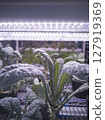 View of Lacinato kale in indoor hydroponic farm under artificial sunlight in the background 127919369