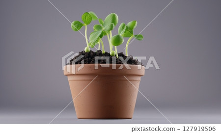 Peas sprout tree vegetable clay pot and soil miniature house plant botanical decoration 127919506