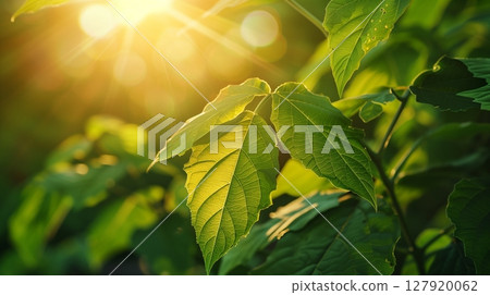 Green leaves on tree with sun bright shadow light fresh nature morning 127920062