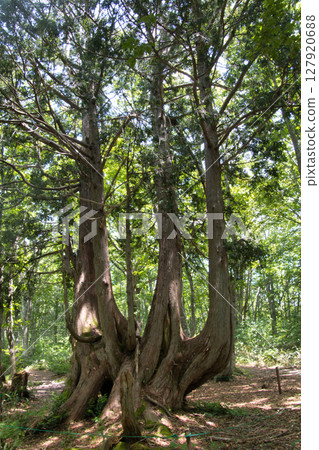 Hakuba Iwatake Mountain Resort, Giant Nezuko Trees in Nezuko Forest, Hakuba Village, Nagano Prefecture Hakuba Iwatake Mountain Resort, Giant Nezuko Trees in Nezuko Forest, Hakuba Village, Nagano Prefecture 127920688