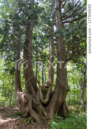 Hakuba Iwatake Mountain Resort, Giant Nezuko Trees in Nezuko Forest, Hakuba Village, Nagano Prefecture Hakuba Iwatake Mountain Resort, Giant Nezuko Trees in Nezuko Forest, Hakuba Village, Nagano Prefecture 127920689