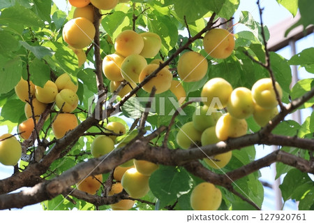 Apricots starting to turn color 127920761