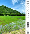 夏稻長勢旺盛 127920911