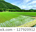 夏季稻田風光 127920912