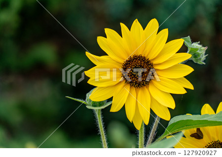Summer yellow sunflowers Summer yellow sunflowers 127920927