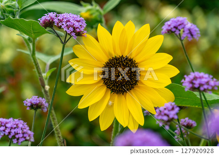 Summer yellow sunflowers Summer yellow sunflowers 127920928