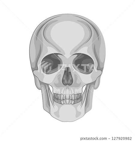 Illustration of Skull 127920982