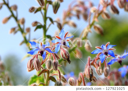 藍色琉璃苣花 藍色琉璃苣花 127921025