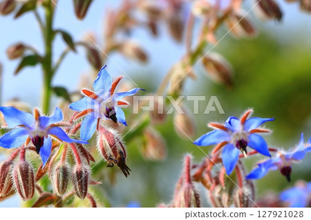 Blue borage flower Blue borage flower 127921028