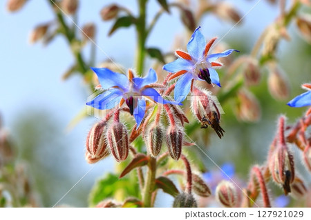 Blue borage flower 127921029