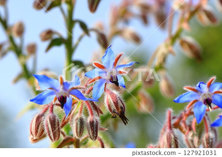 Blue borage flower Blue borage flower 127921031