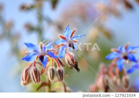 藍色琉璃苣花 藍色琉璃苣花 127921034