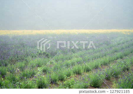Lavender fields shrouded in mist Lavender fields shrouded in mist 127921185
