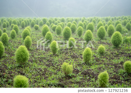 Kochia shrouded in mist 127921236