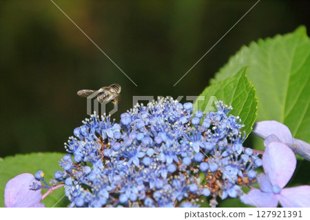 Bees gathering on hydrangea flowers 127921391