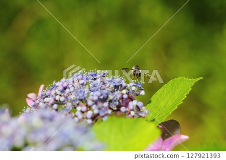 Bees gathering on hydrangea flowers 127921393
