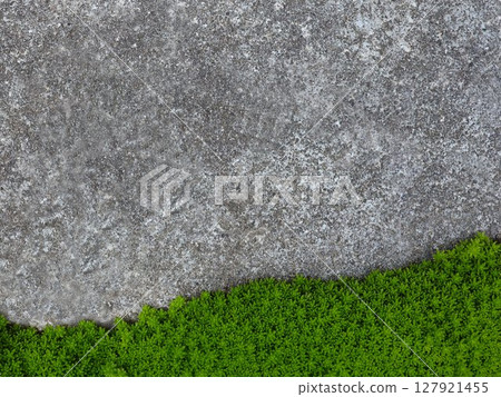 在右下角的混凝土上生長的景天屬植物 在右下角的混凝土上生長的景天屬植物 127921455