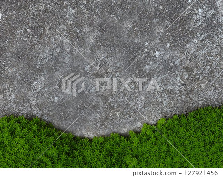 景天屬植物生長茂密,從下方覆蓋混凝土 景天屬植物生長茂密,從下方覆蓋混凝土 127921456