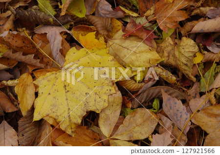Autumn leaves fallen leaves 127921566