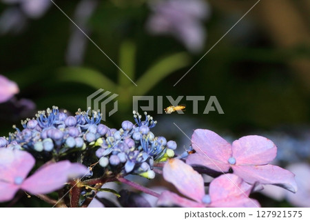 A fly approaching a hydrangea flower 127921575