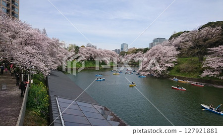 Chidorigafuchi的櫻花 Chidorigafuchi的櫻花 127921881