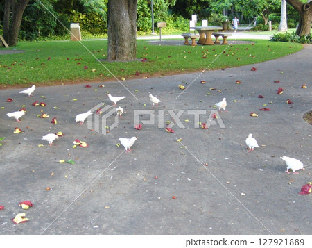 Honolulu, North Shore, Hawaii Honolulu, North Shore, Hawaii 127921889