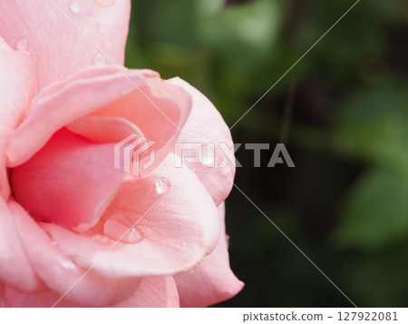 Rose petals with drops of water after the rain Rose petals with drops of water after the rain 127922081