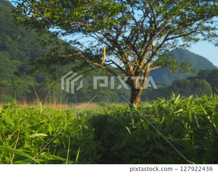 一隻昆蟲掛在一條線上，擋住了一位徒步者穿過草原的道路（20250629053624） 127922436