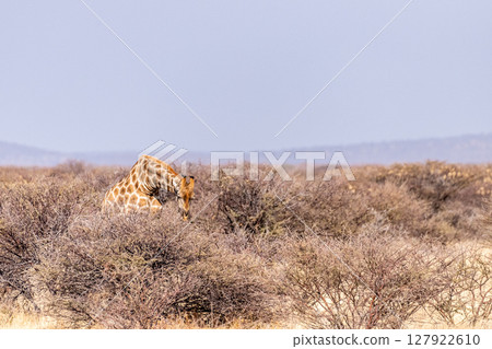 Giraffes in Etosha 127922610