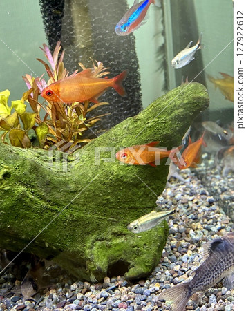 水族館熱帶魚缸 Red Cherry Tetra 水族館熱帶魚缸 Red Cherry Tetra 127922612
