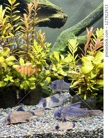 水族館 熱帶魚 缸 corydoras 熊貓 水族館 熱帶魚 缸 corydoras 熊貓 127922613