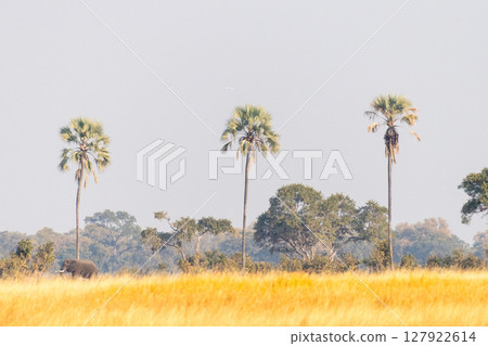 Elephants grazing in the Okavango Elephants grazing in the Okavango 127922614